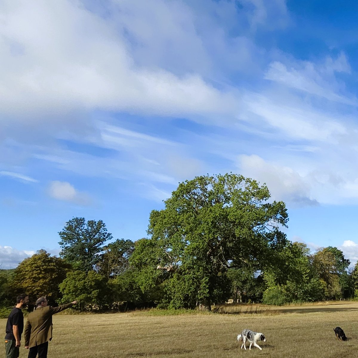 Phil on a site visit with a landowner, looking across a field towards a mature oak.